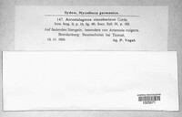 Acrostalagmus luteoalbus image